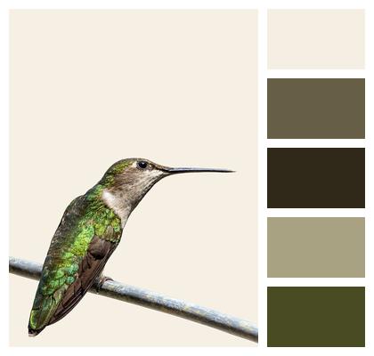 Hummingbird Bird Phone Wallpaper Image